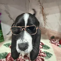 brown collar, a male Basset Hound for sale in Ocala, FL – Photo 3 of 10