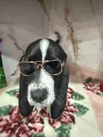 processed/0e4b9102-c4a8-43e7-9c48-8692efa6e79b/listing/39add5ba-ce3b-4c95-9064-5551f1bde85e/db02780d-9153-46ea-80cf-b190e2ca57e5