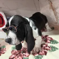 brown collar, a male Basset Hound for sale in Ocala, FL – Photo 4 of 10