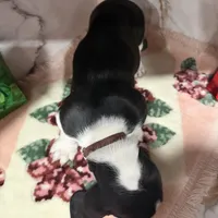 brown collar, a male Basset Hound for sale in Ocala, FL – Photo 7 of 10