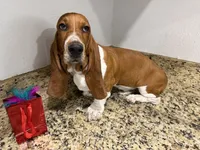 Lolo, a male Basset Hound for sale in Ocala, FL – 6 of 10