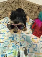 Pink necklace, a female Yorkshire Terrier for sale in Ocala, FL – 7 of 10