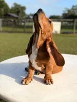 red necklace, a male Basset Hound for sale in Ocala, FL – 6 of 10