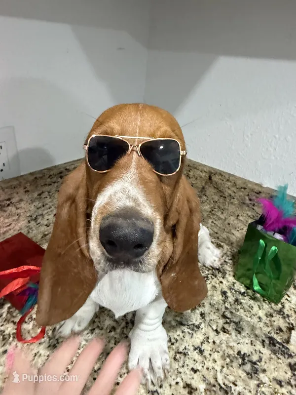 Lolo – Basset Hound puppy for sale in Ocala, FL