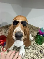 Lolo, a male Basset Hound for sale in Ocala, FL – 1 of 10