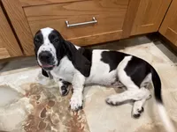 Luna, a female Basset Hound for sale in Ocala, FL – 3 of 10
