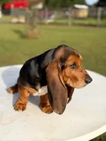blue necklace , a male Basset Hound for sale in Ocala, FL – 7 of 10