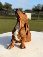 red necklace, a male Basset Hound for sale in Ocala, FL – 9 of 10