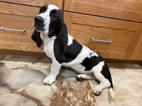 Luna, a female Basset Hound for sale in Ocala, FL – 7 of 10