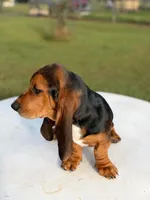 blue necklace , a male Basset Hound for sale in Ocala, FL – 8 of 10