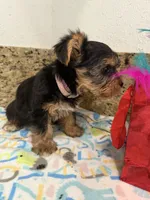 Pink necklace, a female Yorkshire Terrier for sale in Ocala, FL – 9 of 10