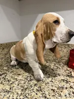 yellow collar, a female Basset Hound for sale in Ocala, FL – Photo 2 of 10