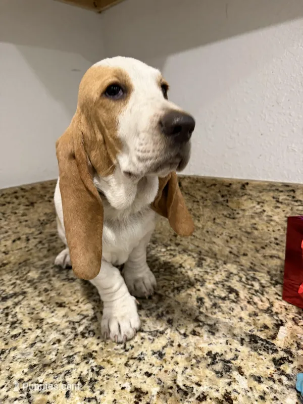 yellow collar – Basset Hound puppy for sale in Ocala, FL