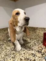 yellow collar, a female Basset Hound for sale in Ocala, FL – Photo 5 of 10