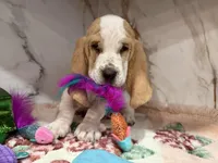 yellow collar, a female Basset Hound for sale in Ocala, FL – Photo 6 of 10