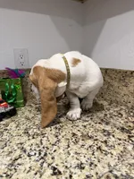 yellow collar, a female Basset Hound for sale in Ocala, FL – Photo 9 of 10