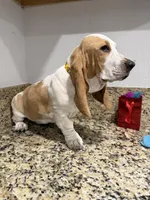 yellow collar, a female Basset Hound for sale in Ocala, FL – Photo 10 of 10