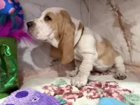 yellow collar, a female Basset Hound for sale in Ocala, FL – Photo 8 of 10