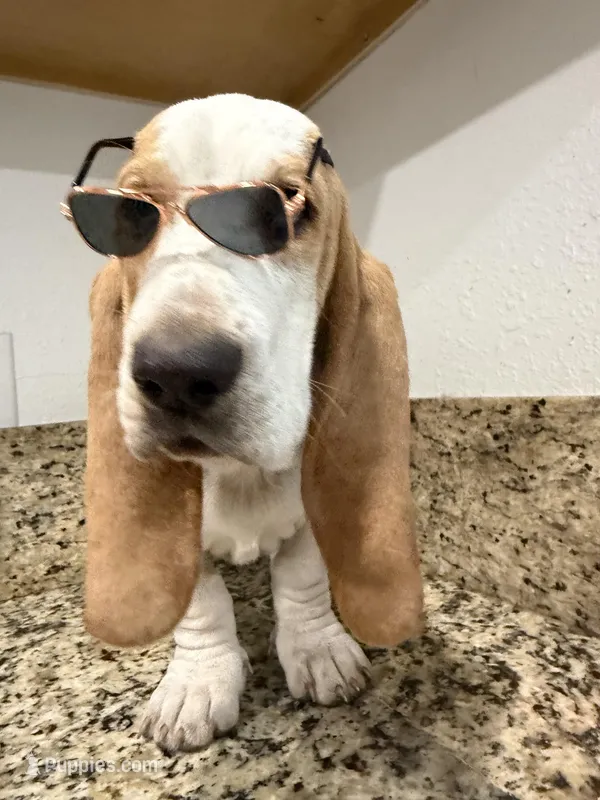 yellow collar – Basset Hound puppy for sale in Ocala, FL