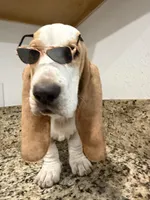 yellow collar, a female Basset Hound for sale in Ocala, FL – Photo 1 of 10