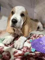 yellow collar, a female Basset Hound for sale in Ocala, FL – Photo 9 of 10