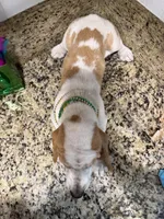 yellow collar, a female Basset Hound for sale in Ocala, FL – Photo 6 of 10