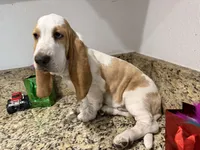 yellow collar, a female Basset Hound for sale in Ocala, FL – Photo 7 of 10