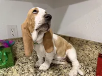 yellow collar, a female Basset Hound for sale in Ocala, FL – Photo 4 of 10