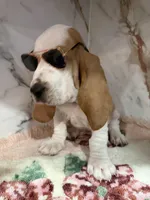 yellow collar, a female Basset Hound for sale in Ocala, FL – Photo 7 of 10