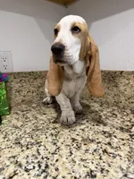 yellow collar, a female Basset Hound for sale in Ocala, FL – Photo 8 of 10