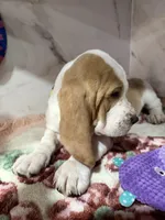 yellow collar, a female Basset Hound for sale in Ocala, FL – Photo 10 of 10