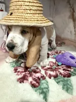 yellow collar, a female Basset Hound for sale in Ocala, FL – Photo 2 of 10