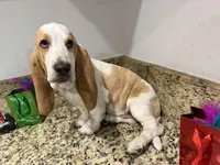 yellow collar, a female Basset Hound for sale in Ocala, FL – Photo 3 of 10