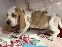 yellow collar, a female Basset Hound for sale in Ocala, FL – Photo 4 of 10