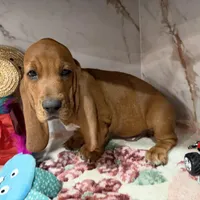 Blue collar, a male Basset Hound for sale in Ocala, FL – Photo 4 of 10