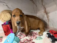 Blue collar, a male Basset Hound for sale in Ocala, FL – Photo 4 of 10