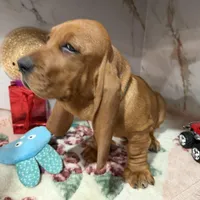 Blue collar, a male Basset Hound for sale in Ocala, FL – Photo 10 of 10