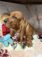 Blue collar, a male Basset Hound for sale in Ocala, FL – Photo 10 of 10