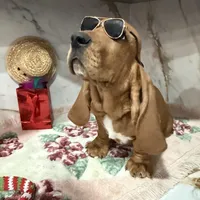 Blue collar, a male Basset Hound for sale in Ocala, FL – Photo 2 of 10