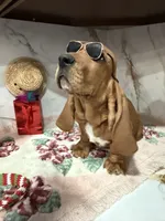 Blue collar, a male Basset Hound for sale in Ocala, FL – Photo 2 of 10