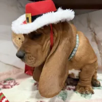 Blue collar, a male Basset Hound for sale in Ocala, FL – Photo 5 of 10