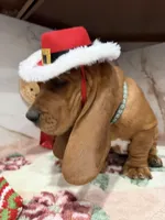 Blue collar, a male Basset Hound for sale in Ocala, FL – Photo 5 of 10