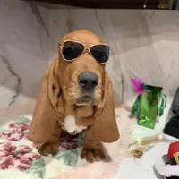 Blue collar, a male Basset Hound for sale in Ocala, FL – Photo 1 of 10