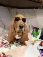 Blue collar, a male Basset Hound for sale in Ocala, FL – Photo 1 of 10