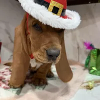 Blue collar, a male Basset Hound for sale in Ocala, FL – Photo 3 of 10