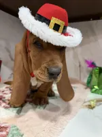 Blue collar, a male Basset Hound for sale in Ocala, FL – Photo 3 of 10