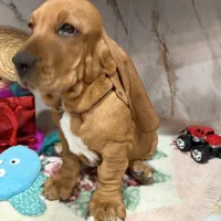 Blue collar, a male Basset Hound for sale in Ocala, FL – Photo 9 of 10