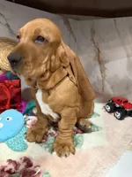 Blue collar, a male Basset Hound for sale in Ocala, FL – Photo 9 of 10