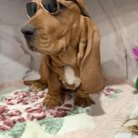 Blue collar, a male Basset Hound for sale in Ocala, FL – Photo 7 of 10