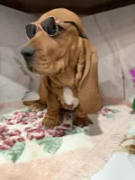 Blue collar, a male Basset Hound for sale in Ocala, FL – Photo 7 of 10